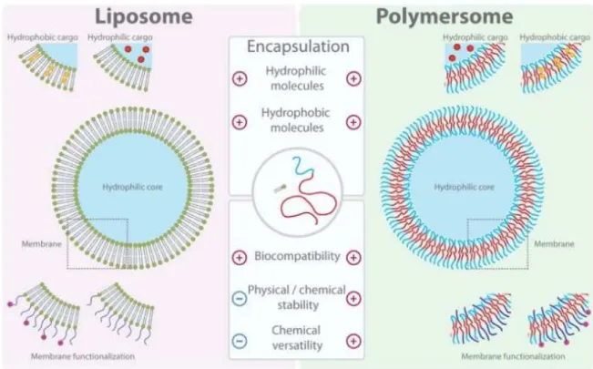 Figura  7-  Novos  aspectos  de  encapsulamento  e  entrega  usando  polimersomas.  Representação  esquemática  de  lipossomas  (esquerda)  versus  polimersomas  (direita)