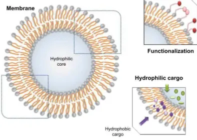 Figura  8-  Localização  e  tipos  de  carga  num  lipossoma.  A  carga  hidrofílica  é  transportada  dentro  do  núcleo e a carga hidrofóbica dentro da membrana