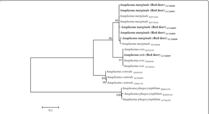 Fig. 1 Phylogenetic tree of Anaplasma spp. based on the analysis of msp4 sequences