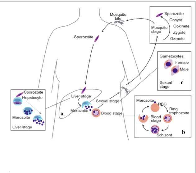 Figure 2 – Life cycle of P. falciparum and typical stages of action of antimalarial drugs  (adapted from http://www–ermm.cbcu.cam.ac.uk)