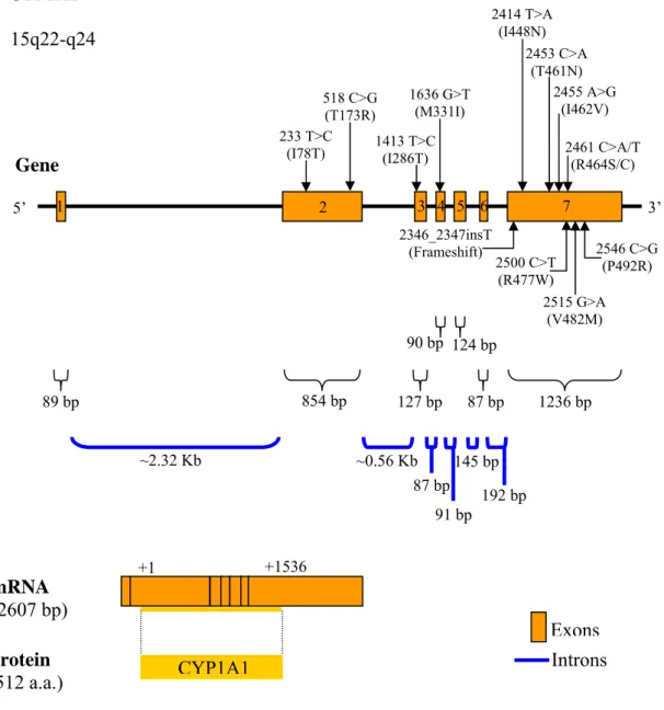 Figure 6 – Structure of the CYP1A1 gene (data from http://www.ensembl.org/). The  ATG start codon is close to the 5’ end of exon 2 producing a protein of 512 amino  acids