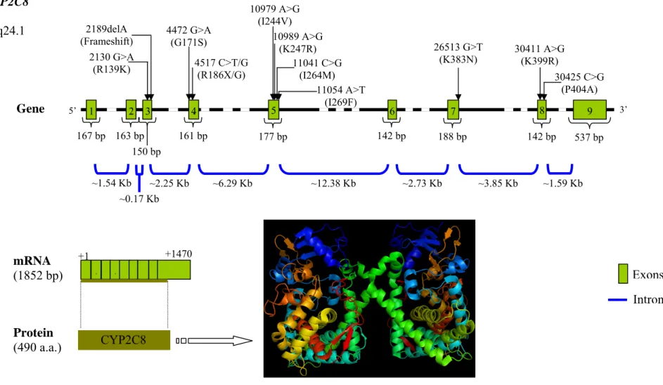 Figure 8 – CYP2C8 gene structure where the nucleotide changes present in the coding region of the gene are represented (http://www.cypalleles.ki.se/)