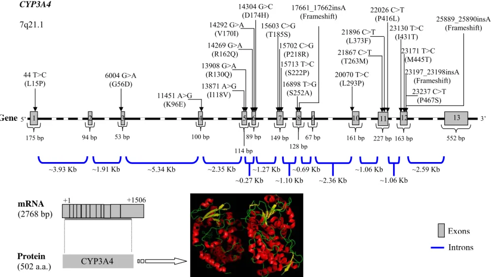 Figure 9 – The CYP3A4 gene is constituted by 13 exons in 26.5 Kb. The data about the size of the introns and exons is from Gellner et al., 2001