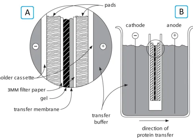 Figure 3.2: Adapted   45 . Electroblotting using a tank transfer unit. After the cassette is  assembled (A) it is then placed in a tank containing transfer buffer (B)