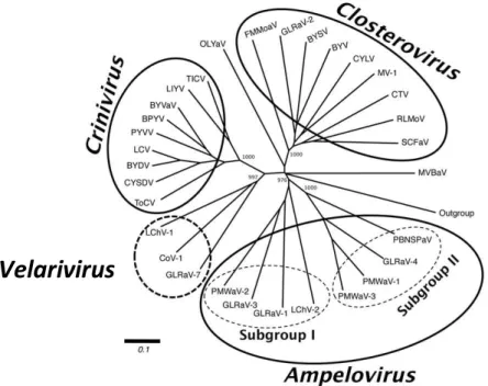 Figure  1.2.  Phylogenetic  tree  of  members  of  family  Closteroviridae  constructed  with  complete aminoacid sequences of the HSP70h [adapted from Martelli et al
