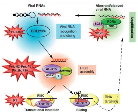 Figure 1.5.  Illustration of the antiviral PTGS pathway in plants and its suppression by  VSRs  (Burgyan and Havelda,  2011)