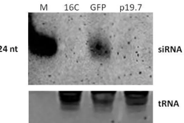 Figure  3.3.    Northern  blot  assay  of  GFP  specific  siRNA  extracted  5  d.p.i.  from  agro-inoculated  N