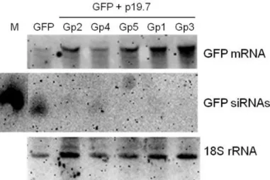 Figure  4.4.  Relative  GFP  mRNA  expression  levels  of  co-infiltrated  plant  leaves  at  5  d.p.i., determined by qRT-PCR