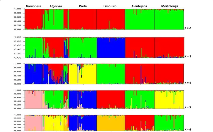 Figure 2 Graphical representation of the estimated membership coefficients (q). STRUCTURE was used to obtain q values for each individual of  the southern Portuguese breeds and the imported Limousin with K varying from 2 to 6
