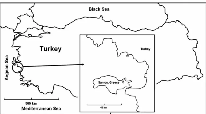 Figure 2. Halophila stipulacea. Map of sampling location at Gümüldür, İzmir, Turkey.