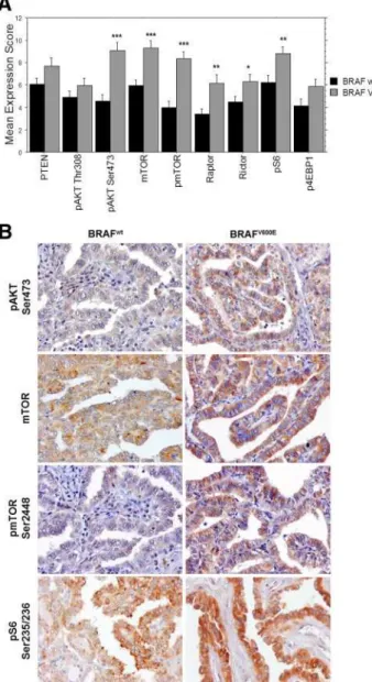 FIG. 3. mTOR pathway activation in transfected cells expressing exogenous BRAF wt or BRAF V600E 