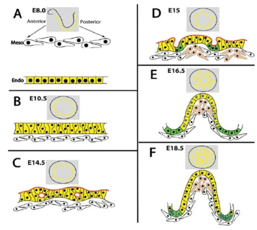 Fig 1. 3: Representation of mouse intestinal development in embryo. From e8.0 to e8.5 the primitive gut  tube is formed with endoderm closure (A)