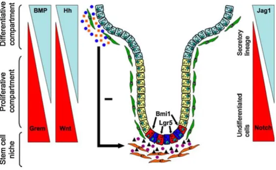 Fig 1. 5: Several secreted factors regulate ISCs and distribution of the TA and differentiated cells