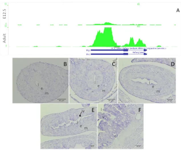 Fig 4.  7: Expression pattern of the gene Btg2 resulting from RNA-seq (A) and ISH (B to F)