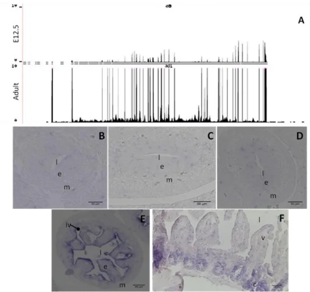 Fig 4. 8:  Expression pattern of the gene Cps1 resulting from RNA-seq (A) and ISH (B to F)
