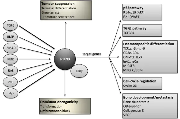 Figure 1.2 RUNX/CBFβ complexes in the determination of cell fate. This diagram illustrates  the  central  role  of  RUNX/CBFβ  complexes  in  the  orchestration  of  cell  fate  in  response  to  exogenous factors and environmental signals (circles in the 