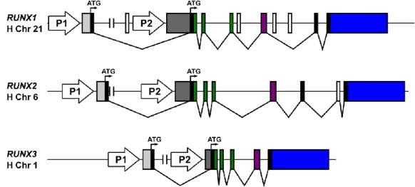 Figure 1.4 Genomic organization of the human RUNX genes. The two promoters P1 and P2  and  initiator  codons  (ATG)  are  indicated