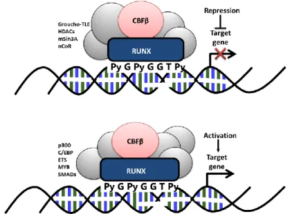 Figure  1.6  Schematic  representation  of  the  RUNX  factors  as  organizers  of  transcription