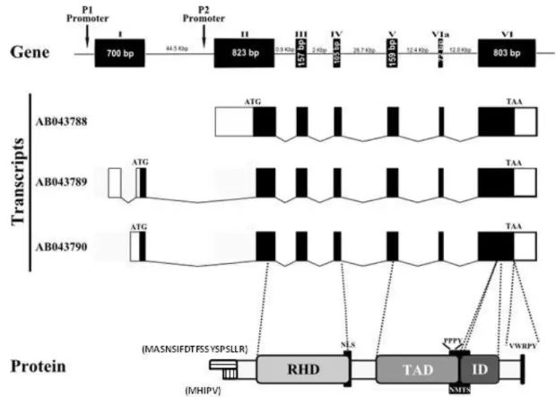 Figure 2.1 Schematic representations of the zebrafish runx3 gene, the cDNA splicing variants  and  corresponding  protein  structure