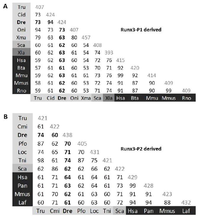 Figure  2.2  Pairwise  percent  identities  among  RUNX3  (A)  P1-derived  (MASN)  and  (B)  P2-derived  (M(H/R)IPV)  isoforms