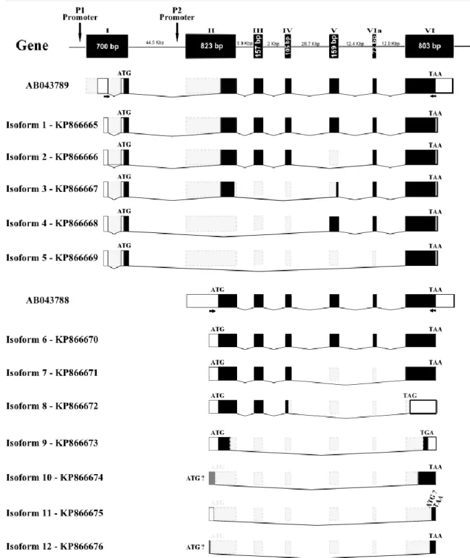 Figure  2.4  Schematic  representation  of  zebrafish  alternatively  spliced  runx3  cDNA  transcripts