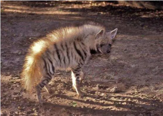 Figure 5.  Crocuta crocuta                                Figure 6.  Hyaena hyaena