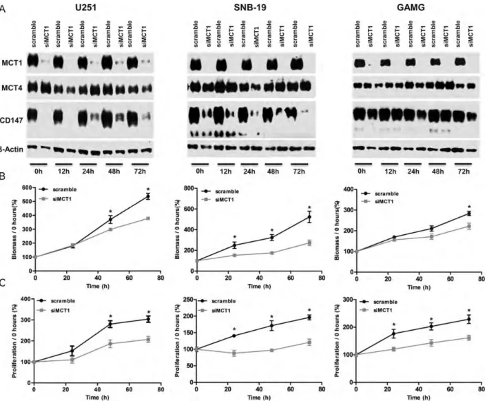 Fig. 5. Effect of MCT1 downregulation on cell growth and proliferation. (A) Western blot analysis of MCT1, MCT4, and CD147 expressions in siMCT1 U251, SNB-19, and GAMG cells