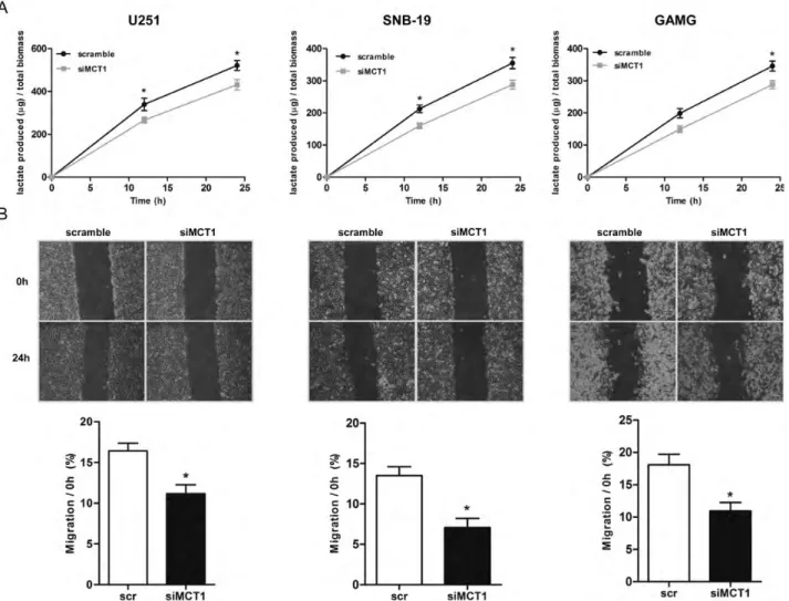 Fig. 6. Effect of MCT1 downregulation on lactate production and cell migration. (A) Lactate production decreased at 12 and 24 h in both siMCT1 U251 and SNB-19 cells and only at 24 h in GAMG cells