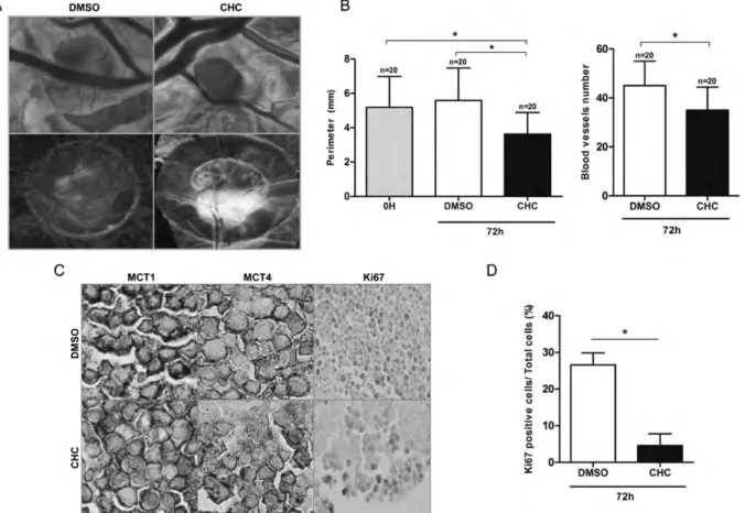 Fig. 8. In vivo effect of CHC in U251 glioma cell growth. (A) Representative pictures (16 × [up] and 12.5 × [down] magnifications) of CAM assay after 7 days of tumor growth ex ovo