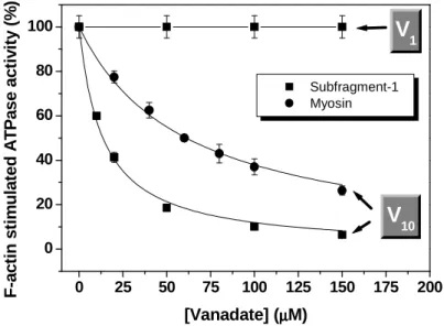 Figure 6. Inhibition of the actin-stimulated ATPase activity of myosin (circles) or myosin Subfragment-1  (squares)  by  vanadate  (given  as  total  vanadium  concentration)