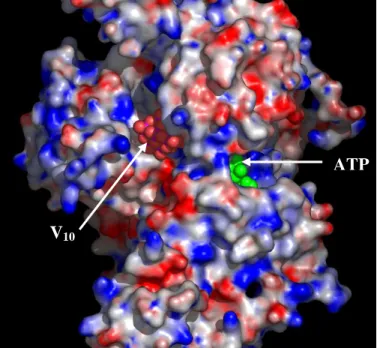 Figure  9.  Map  of  the  surface  electrostatic  potential  of  myosin  subfragment-1,  with  the  resulting  docked  conformation  of  decavanadate  (red  spheres)  on  the 
