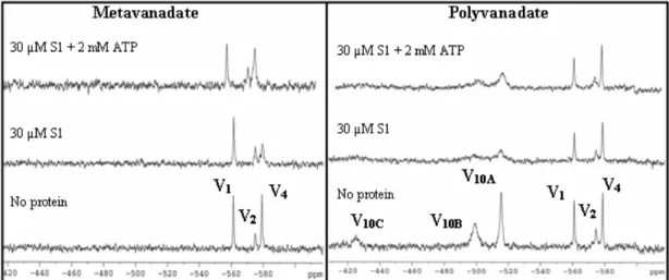 Figure  2.  51 V  NMR  spectra  of  metavanadate  (2.0  mM)  and  polyvanadate  (2.0  nominal  metavanadate  +  5.0 mM nominal decavanadate) solutions in the absence and presence of 30 µM S1 and 2 mM ATP