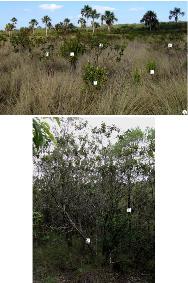 Figura 3. Áreas de estudo. A. Vista parcial da zona de fundo da vereda com representantes de  Lavoisiera bergii Cogn