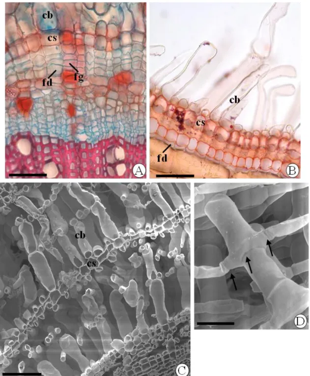 Figura 7. Poliderme aerenquimatosa de caule e raízes coletadas na vereda. A. Feloderme (fd)  em  camada  única  e  felogênio  (fg)  em  divisão  celular  no  caule  de  Trembleya  parviflora  (D