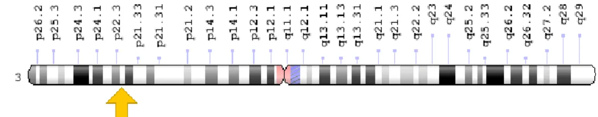 Figura 3: Localização do gene MLH1. (Disponível em : https://ghr.nlm.nih.gov/gene/MLH1) 