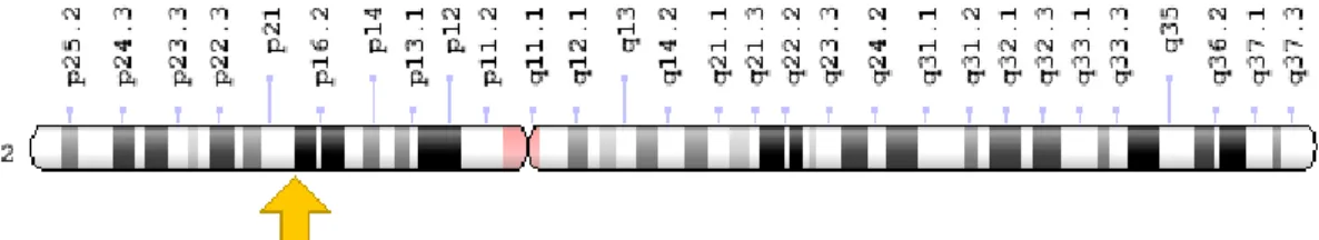 Figura 5: Localização do gene MSH6. (Disponível em : https://ghr.nlm.nih.gov/gene/MSH6) 