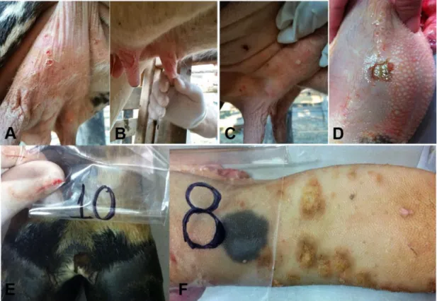Fig.  2.  Achados  macroscópicos  de  bovinos  infectados  pelo  vírus  da  pseudovaríola  (PCPV)  no  Distrito  Federal,  Brasil  (2015-2018)
