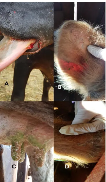 Fig.  4.  Achados  macroscópicos  de  bovinos  coinfectados  pelo  vírus  da  pseudovaríola  (PCPV) e da estomatite papular bovina (BPSV) no Distrito Federal, Brasil (2015-2018)