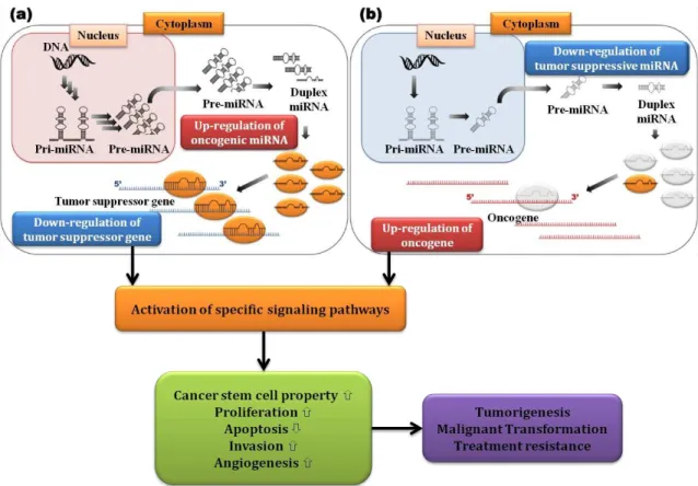 Figure 3 – miRNAs function as  oncogenes or tumor suppressors in cancer cells. (a) Upregulation (gain of  function)  of  oncogenic  miRNAs  reduces  expression  of  tumor  suppressor  protein
