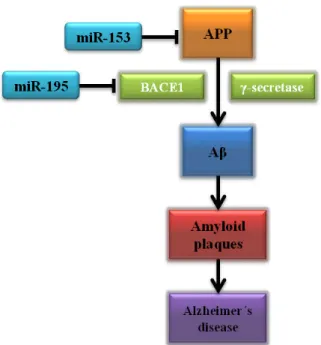 Figure  5  –  miRNA  targeting  amyloid  pathway  in  Alzheimer´s  Disease.  (Adapted  from  Holohan,  Lahin,  Schneider, Fo roud, &amp; Say kin, 2013)