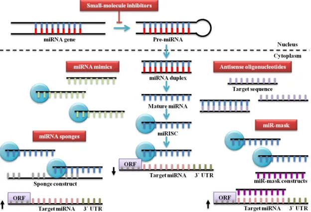 Figure  7  -  Strategies  for  miRNA-based  therapies.  Bloc king  oncomiRs  can  be  achieved  by  the  use  of  antisense  oligonucleotides,  miRNA  sponges,  miR-mask  and  small-mo lecule  inhib itors,  whereas,  replace ment  of  tsmiRs  could  be  re