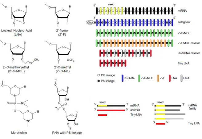 Figure  8  –   Design  of  chemica lly  mod ified  antimiR  o ligonucleotides .  (Retrieved  from  Stenvang,  Petri,  Lindow, Obad, &amp; Kauppinen, 2012)