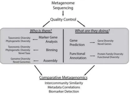 Figura 1 Esquematização da sequenciação metagenómica. Existem duas análises simultâneas: uma delas  analisa  “quem  está”,  procurando  diversidade  taxonómica  e  filogenética  através  da  análise  de  genes  marcadores e ligando-os a genes previamente d