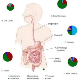 Figura 2 Bactérias ao longo do trato gastrointestinal. Existe uma presença mais significativa de Firmicutes  em  todo  o  trato  gastrointestinal  exceptuando  no  estômago