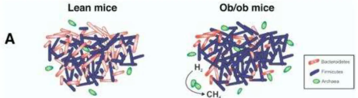 Figura 7 Diferença entre o microbioma característico da obesidade e o microbioma considerado saudávell  (no que diz respeito ao excesso de peso) em ratos