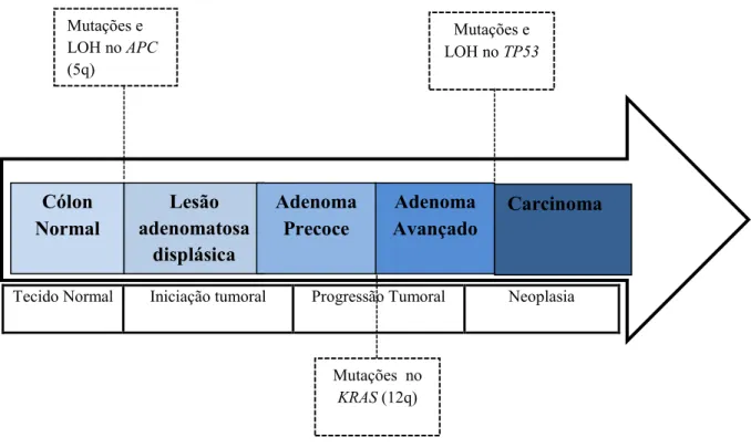 Figura 5- Sequência adenoma - carcinoma 