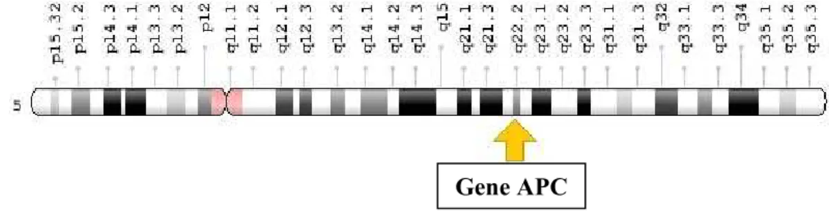 Figura 6 - Localização do gene APC no cromossoma 5 (Genetics Home Reference, 2016) 