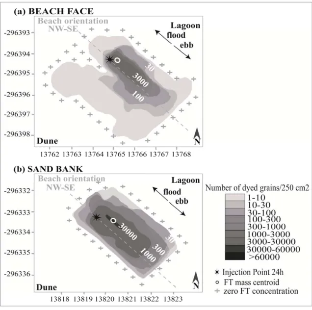 Figure 3.3. Map of tracer concentration at (a) beach face, and (b) sand bank, 24 h after  tracer release