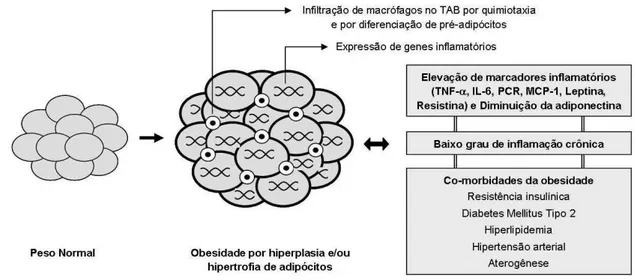 Figura 1: Esquema simplificado da inflamação do TAB na obesidade e o seu efeito (Leite, 2009) 
