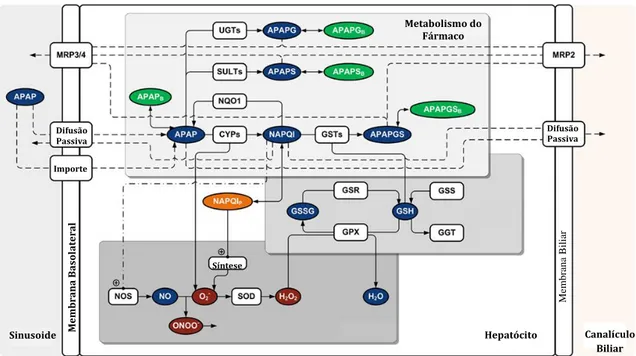 Figura 7 - Modelo da rede metabólica celular e toxicidade do paracetamol. Adaptado de Diaz Ochoa   et al